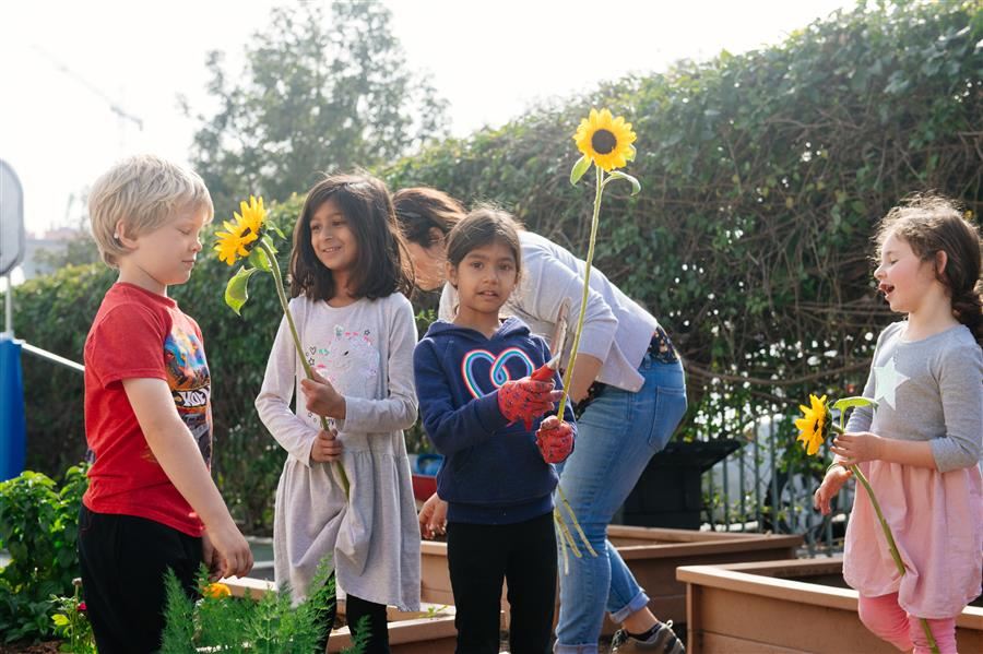 Echo Horizon Garden Boxes 